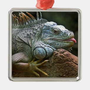 Ornamento de iguana
