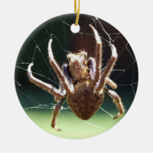 Ornamento de la araña del tejedor del orbe del