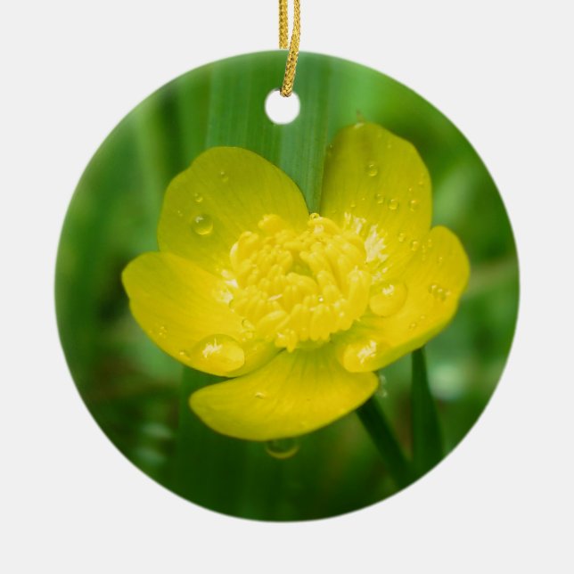 Ornamento de la Buttercup de Apalache (Frente)