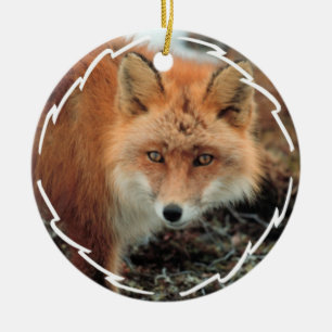 Ornamento de la especie del Fox