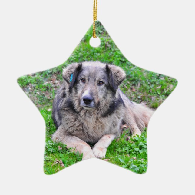 Ornamento de la estrella de perro (Frente)