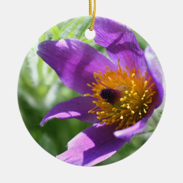 Ornamento de la flor macro Púrpura Pasque (Frente)