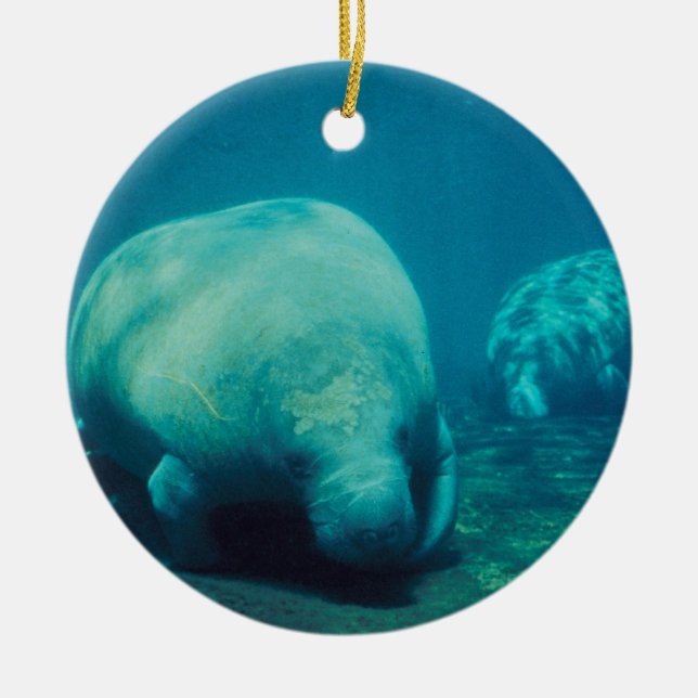 Ornamento de la foto del Manatee (Frente)