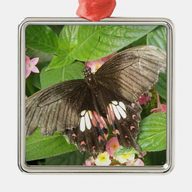 Ornamento de la macro de la mariposa de cola de ce (Frente)