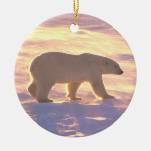 Ornamento de la mañana 3 del oso polar