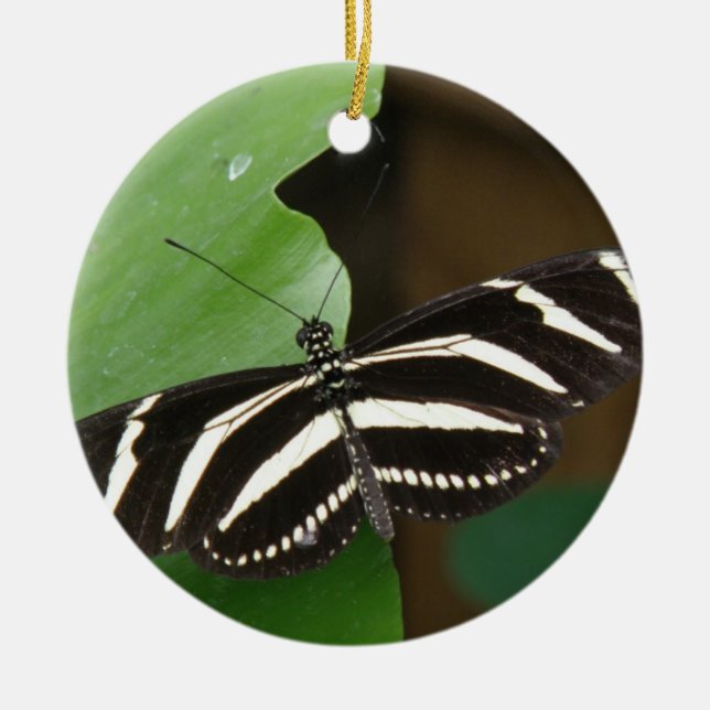 Ornamento de la mariposa de larga longitud de boni (Frente)
