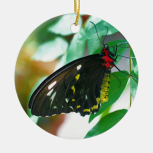 Ornamento de la naturaleza de la mariposa negra