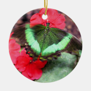 Ornamento de la naturaleza de la mariposa verde