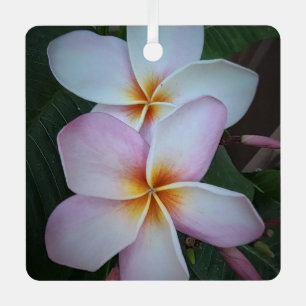 Ornamento de la plaza Plumeria Rosa
