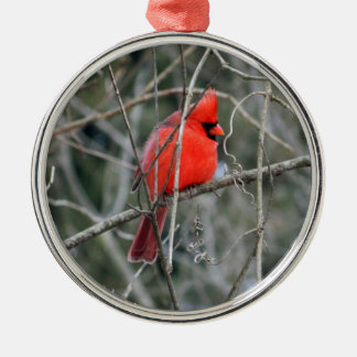 Ornamento de la Prima del Cardenal Rojo Real