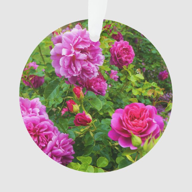Ornamento de la princesa Anne Rosa #2-1 (Anverso)