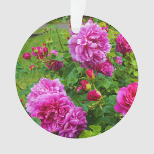 Ornamento de la princesa Anne Rosa #2-2