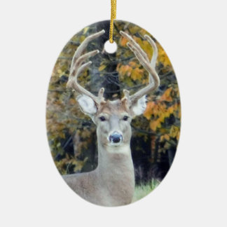 Ornamento de las Antillas Big Buck