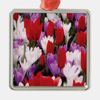 Ornamento de las flores de tulipán coloridas