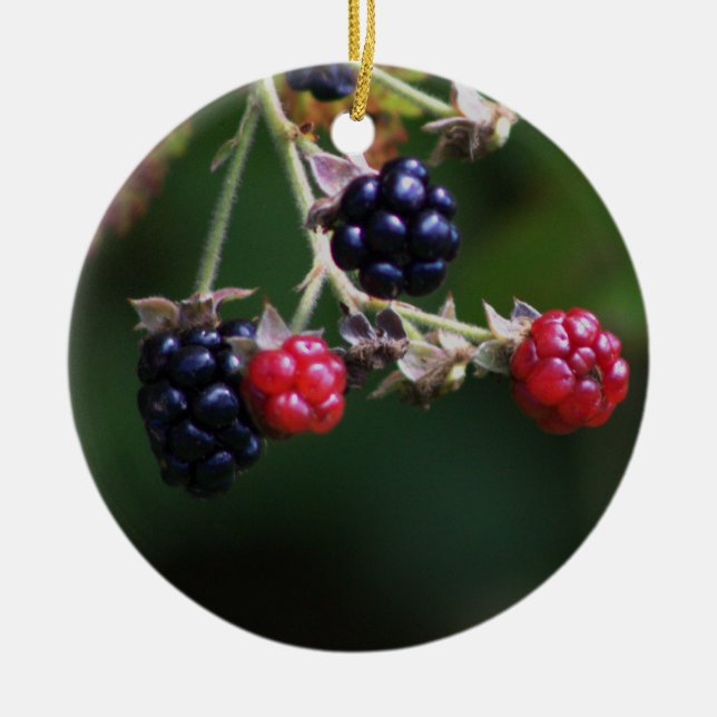 Ornamento de las ramas de Berry (Frente)