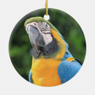 Ornamento de loro