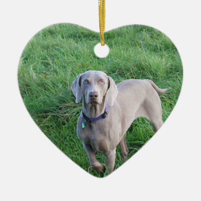 Ornamento de los amantes de Weimaraner (Frente)