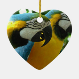 Ornamento de los Macaws del azul y del oro