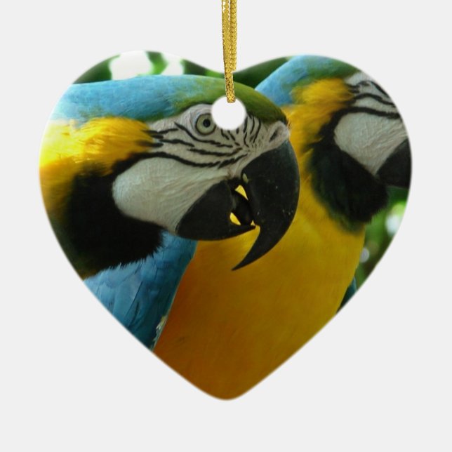 Ornamento de los Macaws del azul y del oro (Frente)