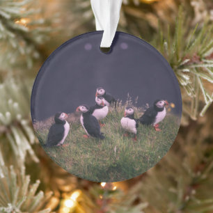 Ornamento de los Puffins del Atlántico