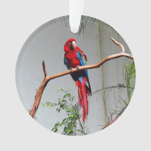Ornamento de Macaw de ala verde #2 (Anverso)