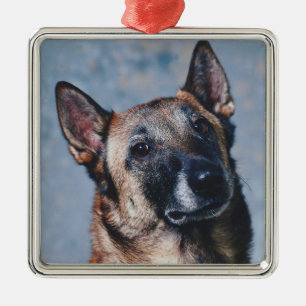 Ornamento de Malinois del belga
