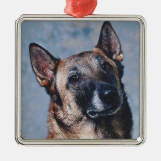 Ornamento de Malinois del belga