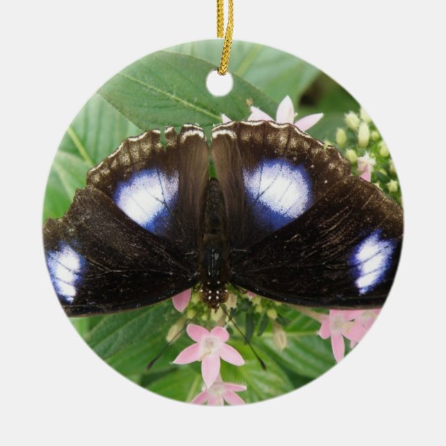 Ornamento de mariposa con manchas azules (Frente)