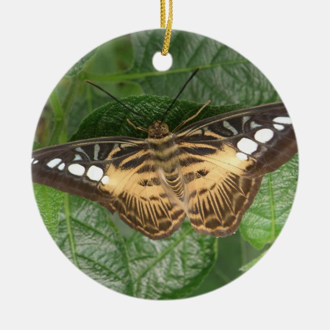 Ornamento de mariposa de Clipper Tropical bonito (Frente)