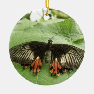 Ornamento de mariposa dorada y rojo negro bonito