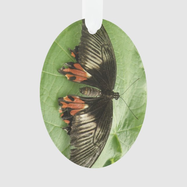 Ornamento de mariposa dorada y rojo negro bonito (Anverso)