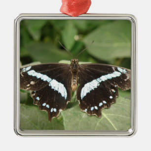 Ornamento de mariposa tropical blanco y negro