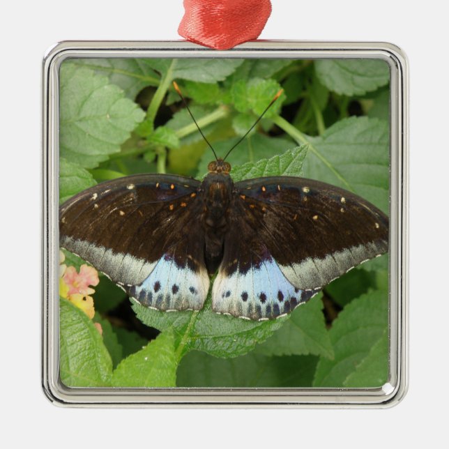 Ornamento de mariposa tropical bonito (Frente)