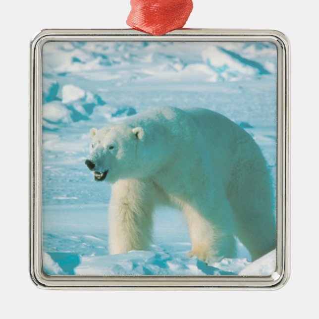 Ornamento de Navidad del oso polar (Frente)