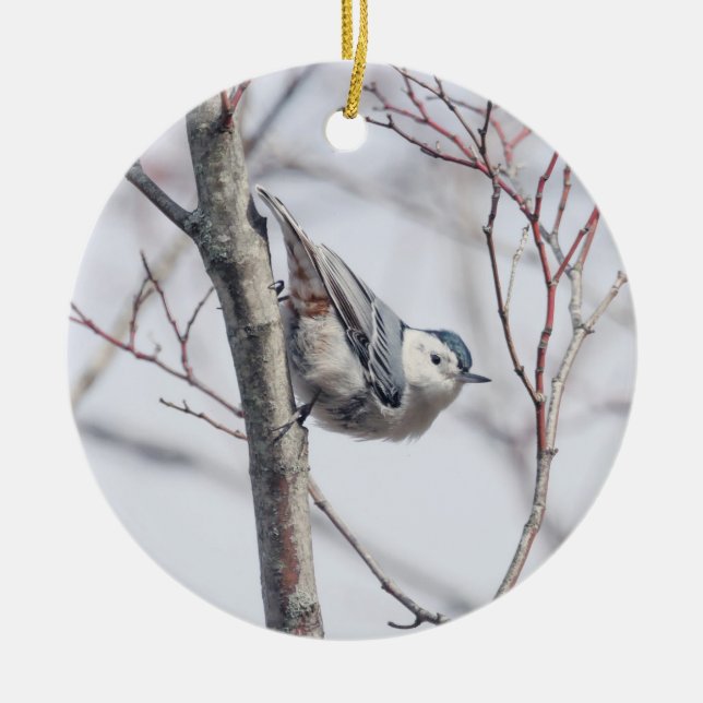 Ornamento de nuthatch blanco lindo (Frente)