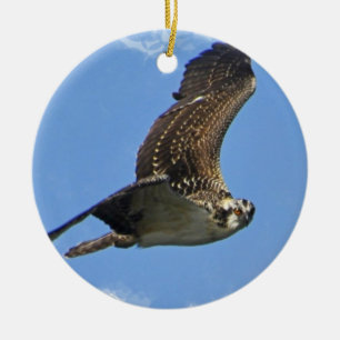 Ornamento de Osprey del vuelo