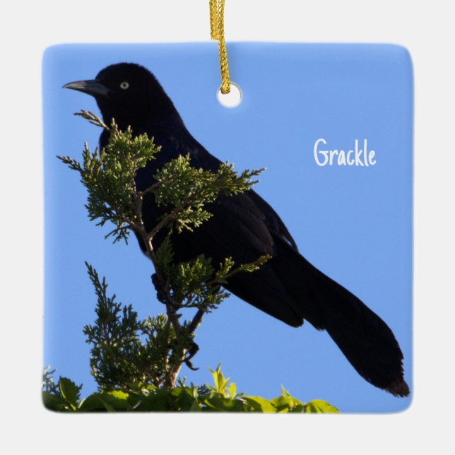 Ornamento de pájaro Grackle (Anverso)
