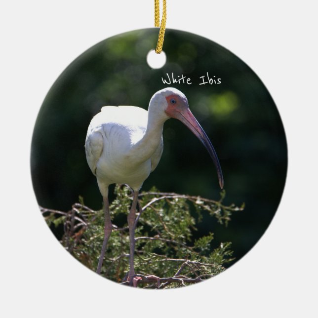 Ornamento de pájaro Ibis blanco (Frente)