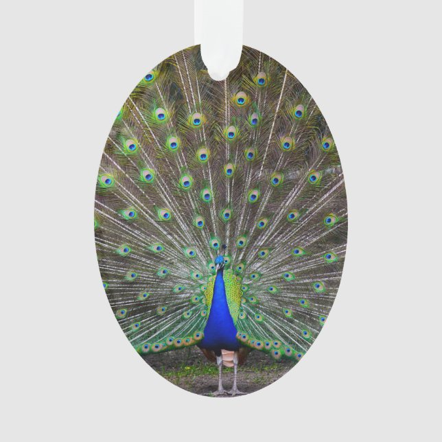 Ornamento de pavo real (Anverso)