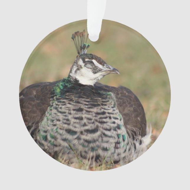 Ornamento de pavo real femenino (Anverso)