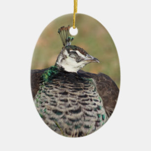 Ornamento de pavo real femenino