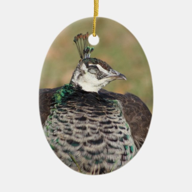 Ornamento de pavo real femenino (Frente)