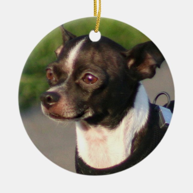 Ornamento de perro chihuahua (Frente)