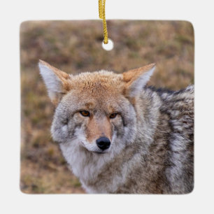 Ornamento de perro de Coyote