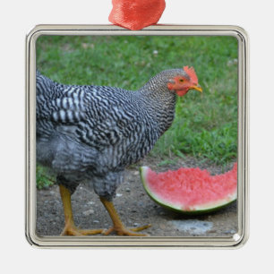 Ornamento de pollo