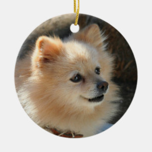 Ornamento de Pomeranian