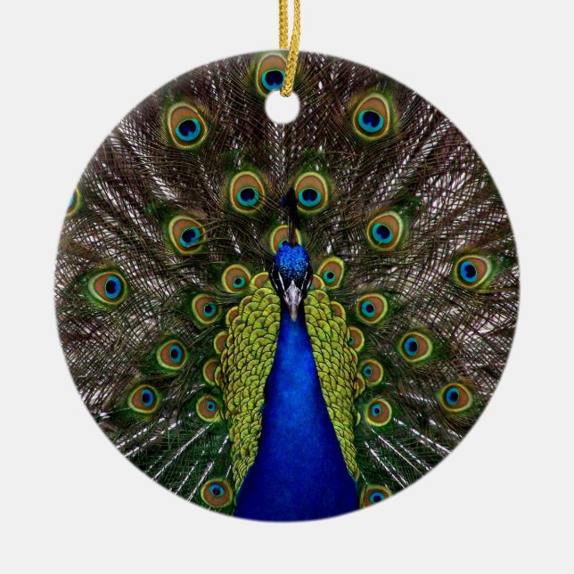 Ornamento de Proud Peacock (Frente)