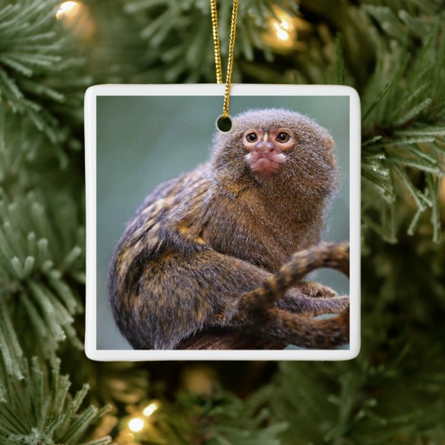 Ornamento de Pygmy Marmoset (Árbol)