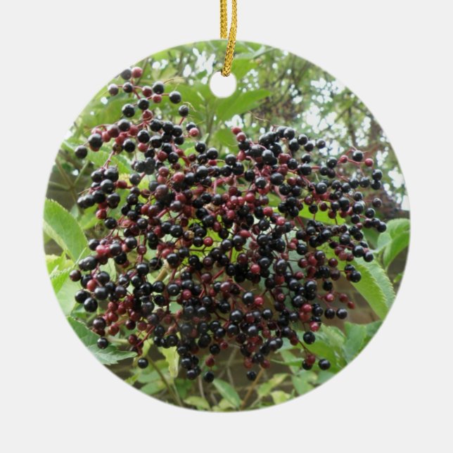 Ornamento de Ripening Elderberries (Frente)