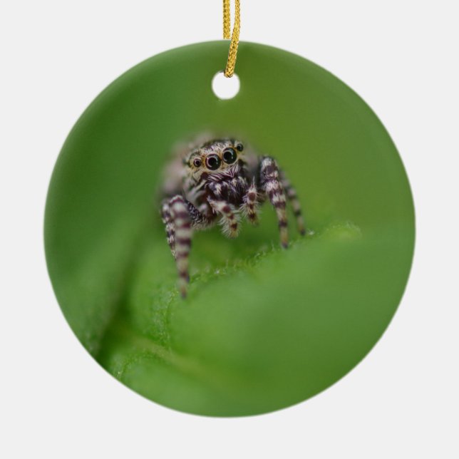 Ornamento de salto del navidad de la araña (Frente)